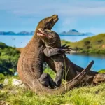 Wisata Pulau Komodo