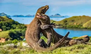 Wisata Pulau Komodo