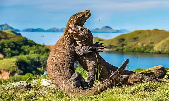 Wisata Pulau Komodo