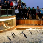 Phillip Island, Surga Penguin dan Sirkuit Balap di Pesisir Victoria