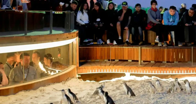 Phillip Island, Surga Penguin dan Sirkuit Balap di Pesisir Victoria
